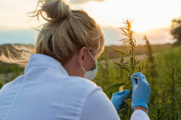 mujer, planta marihuana