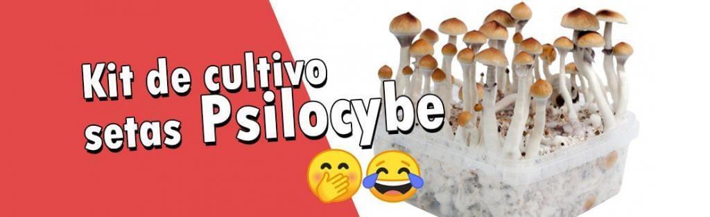 kit cultivo setas psilocybe