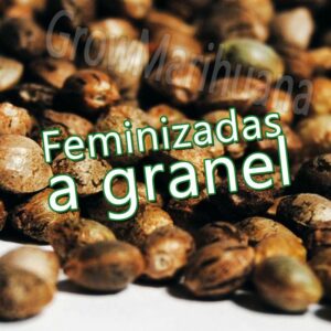 semillas feminizadas a granel