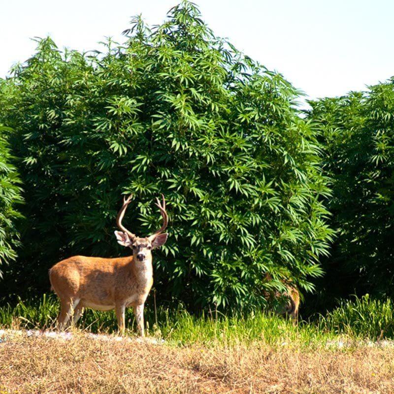 elegir variedad de marihuana