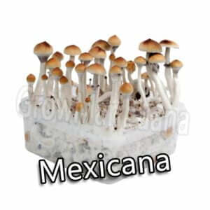 kit de cultivo setas mexicanas