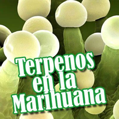 terpenos en la marihuana