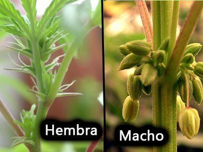 hembra macho marihuana