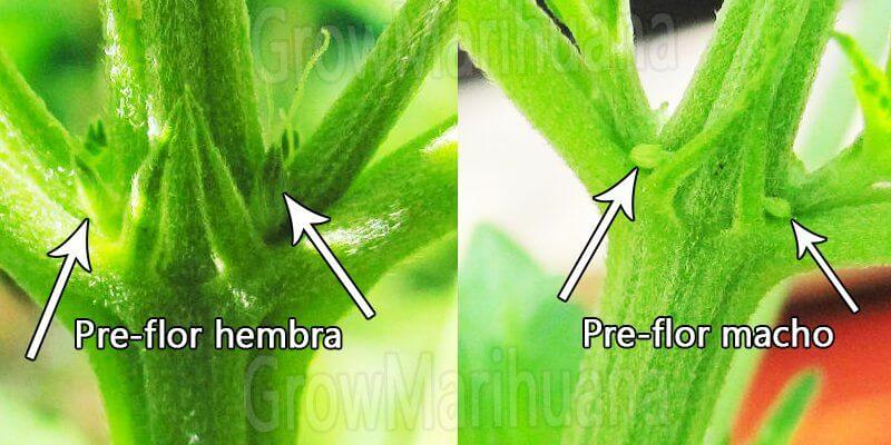 diferencias macho hembra marihuana