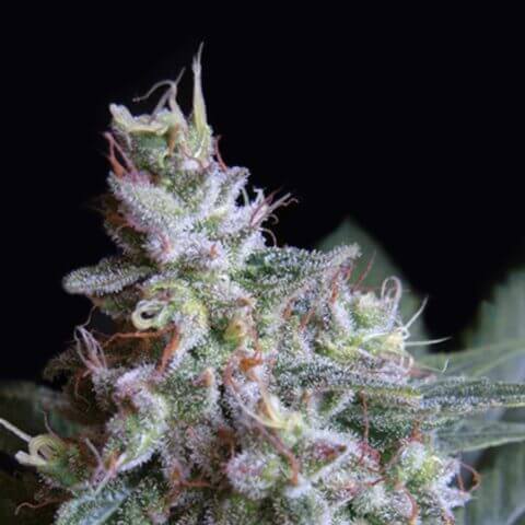 Cream Kush Feminizada 420 Seeds