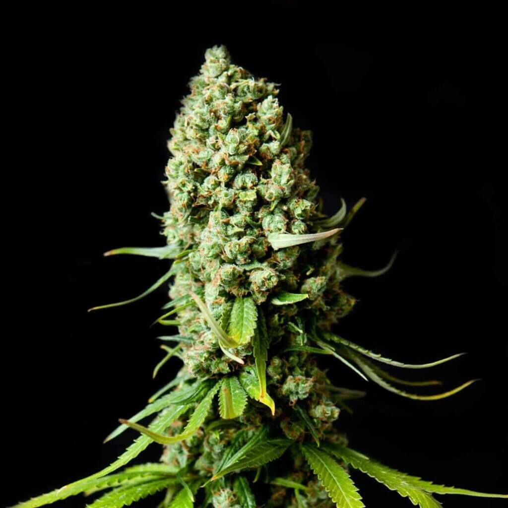 Catálogo de Semillas Indicas - 420 GrowShop