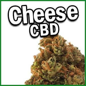 cogollos cheese CBD