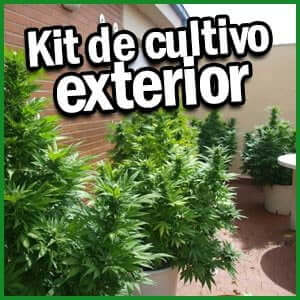 kit de cultivo exterior marihuana