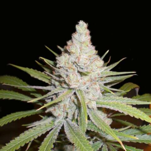 White Skunk feminizada 420 seeds