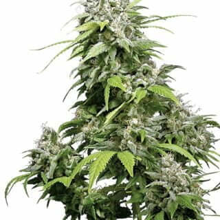 California Indica feminizada