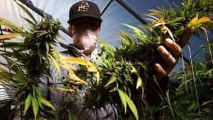 marihuana feminizada