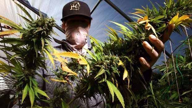 marihuana feminizada