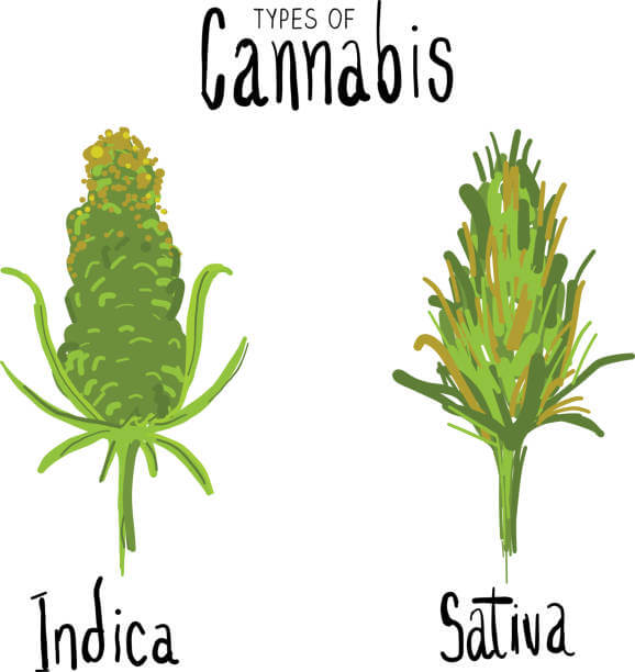 diferencias entre indica y sativa