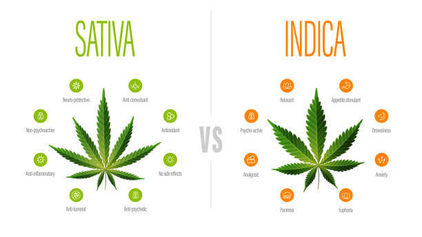 diferencias entre sativa y indica