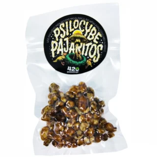 Trufas magicas psilocybe Pajaritos