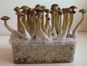 Golden teacher pan de setas