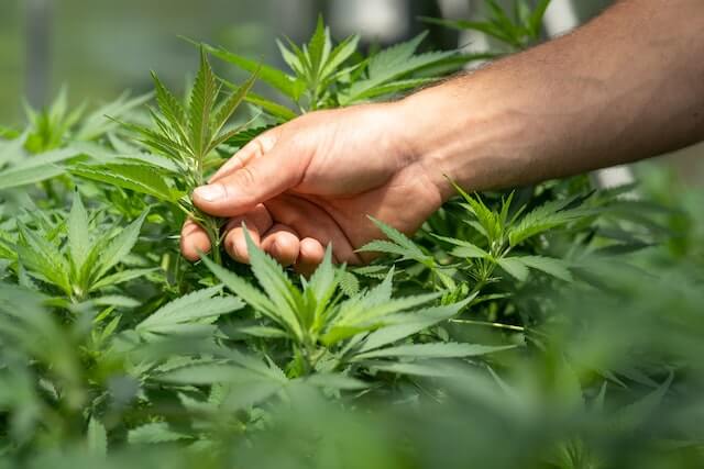 fase vegetativa en las plantas de cannabis