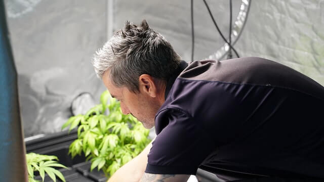 Cómo sembrar semillas de marihuana en macetas