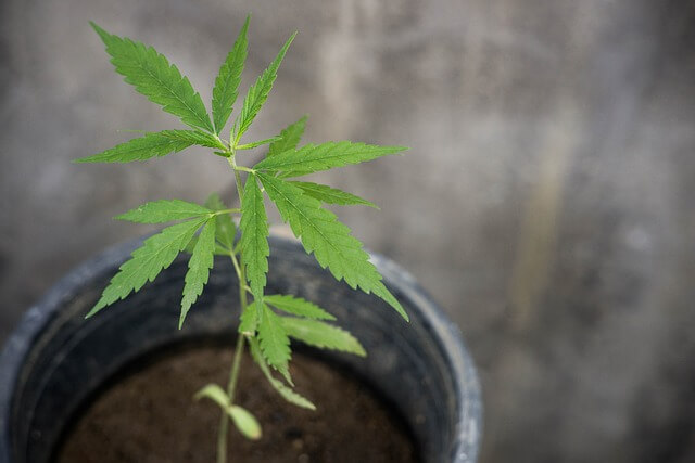 errores comunes que se deben evitar al cultivar marihuana en interiores