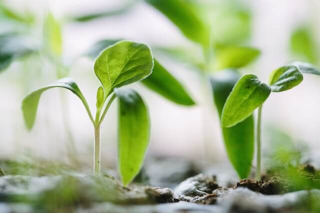 germinacion marihuana