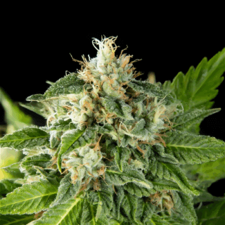 Critical Punch Feminizada 420 Seeds