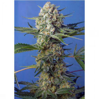 Semillas marihuana crystal candy sweet seeds