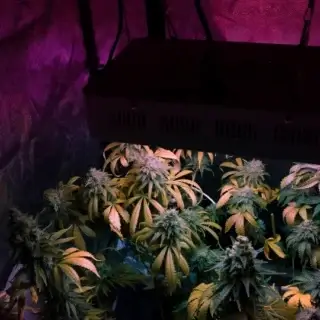 Iluminación cultivo Marihuana