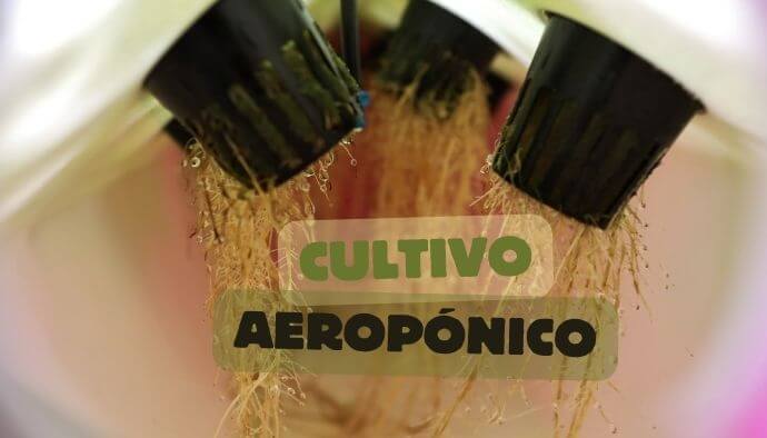 Cultivo aeropónico de marihuana