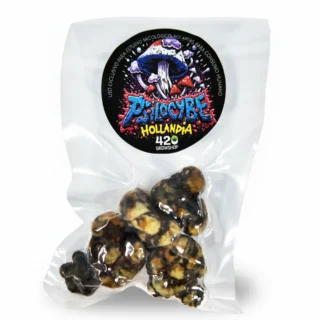 Trufas mágicas Psilocybe Hollandia