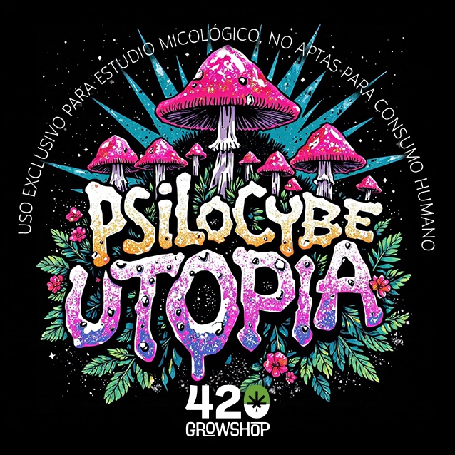 Trufas mágicas Psilocybe Utopia - Imagen 2