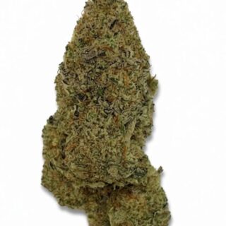 Blueberry Muffin Hidropónica 420
