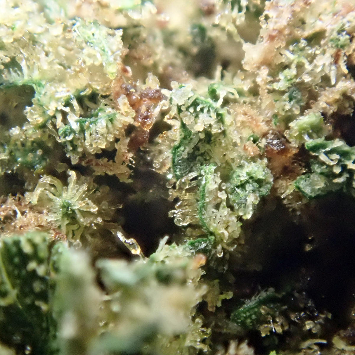 GOLDEN GAS – Flor Premium Hydro Indoor CBD - Imagen 2