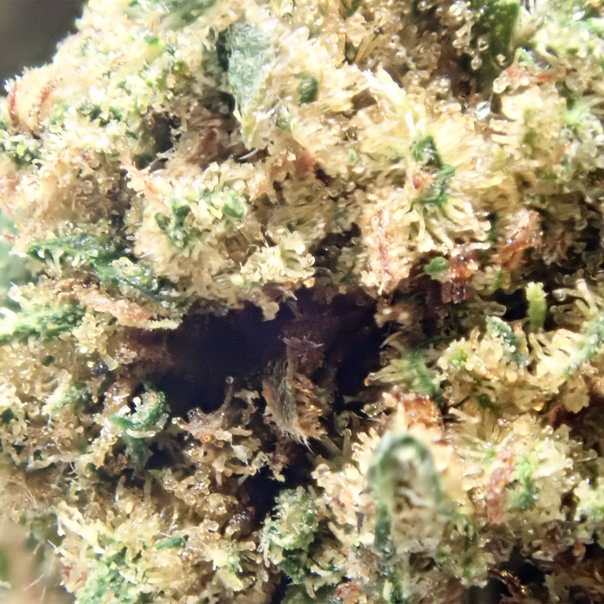 GOLDEN GAS – Flor Premium Hydro Indoor CBD - Imagen 3