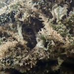 west kush cbd premium hydro indoor