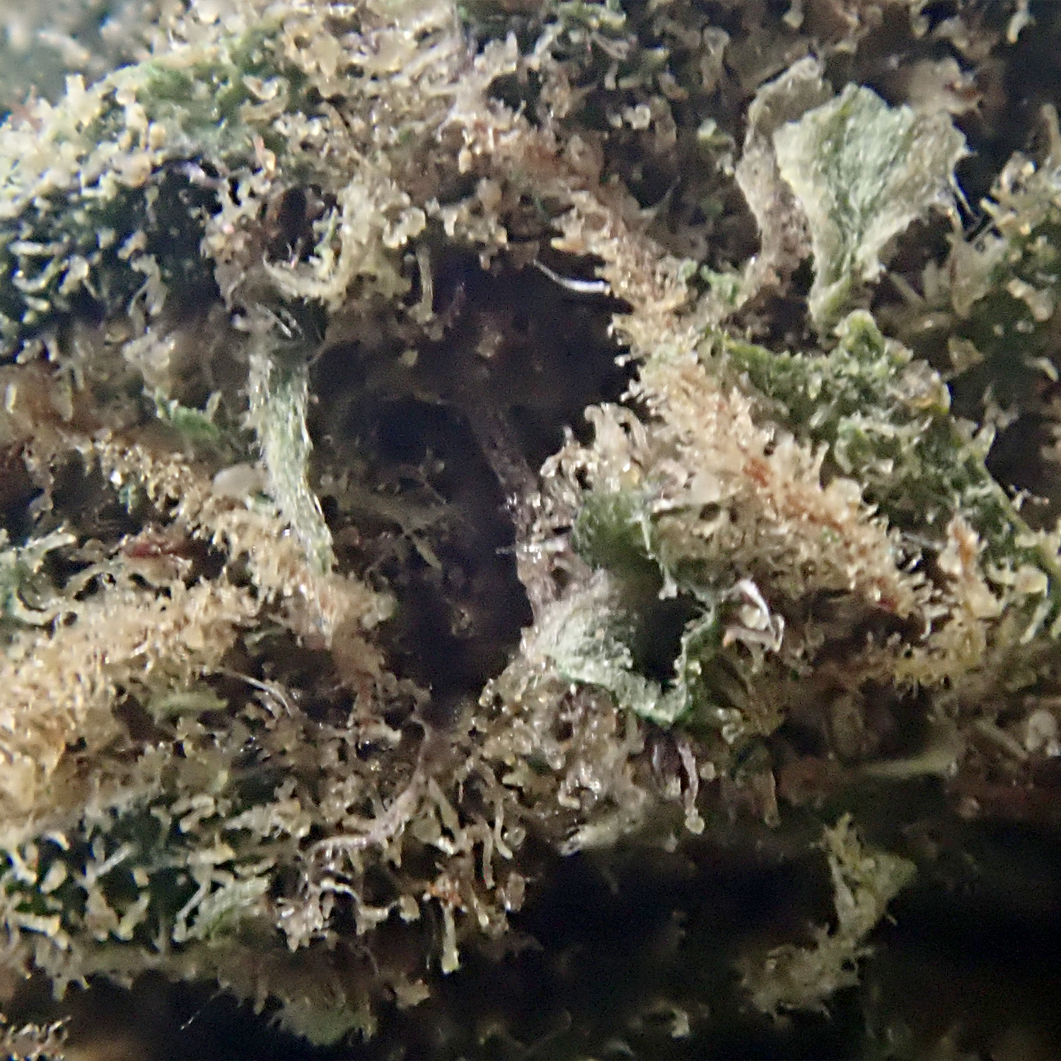 west kush cbd premium hydro indoor