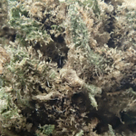 west kush cbd premium hydro indoor