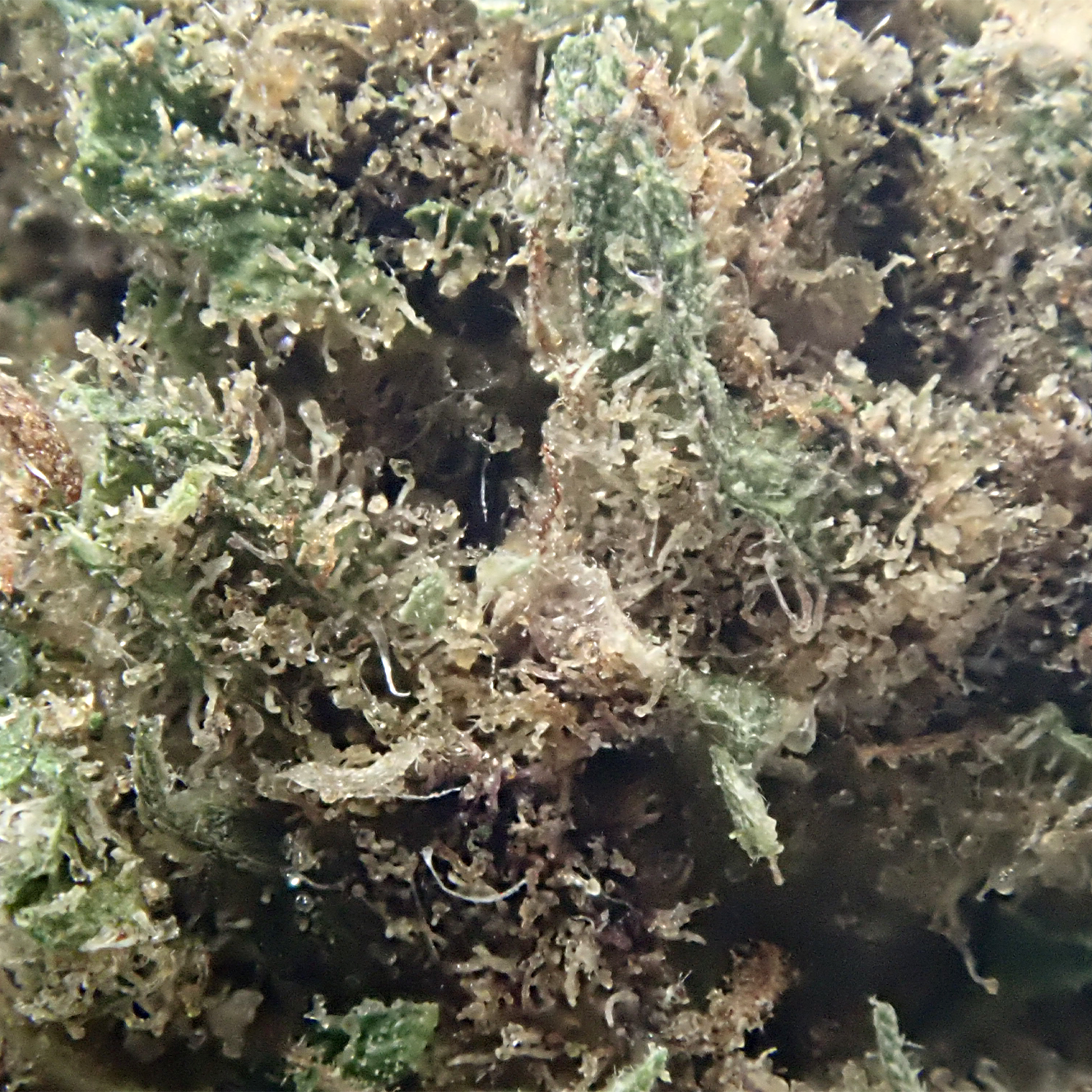 west kush cbd premium hydro indoor