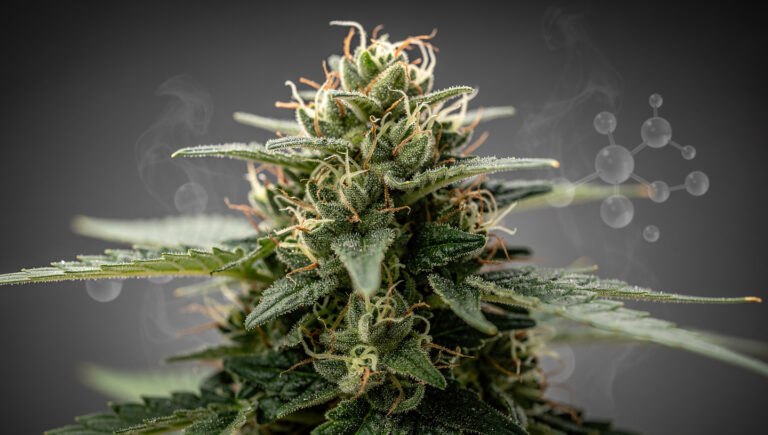 Terpenos en flores CBD visibles en tricomas y estructura natural de la flor