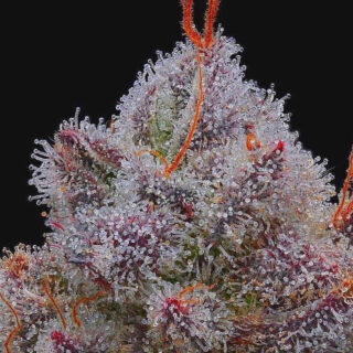 el xupet negre r-kiem seeds