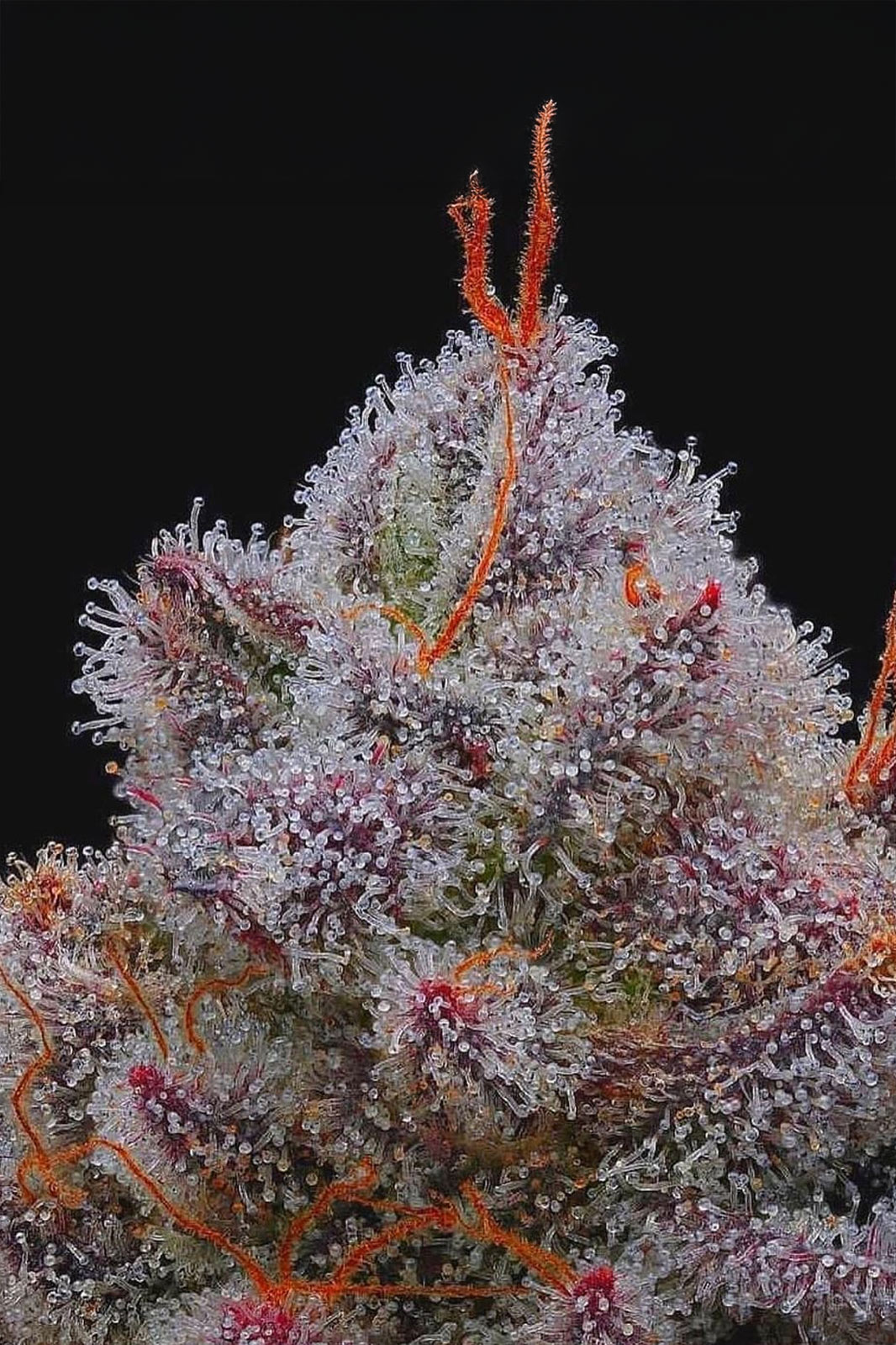 el xupet negre r-kiem seeds