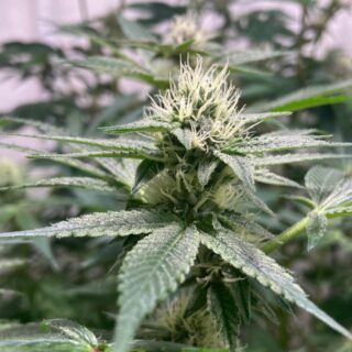 banana dessert r-kiem seeds