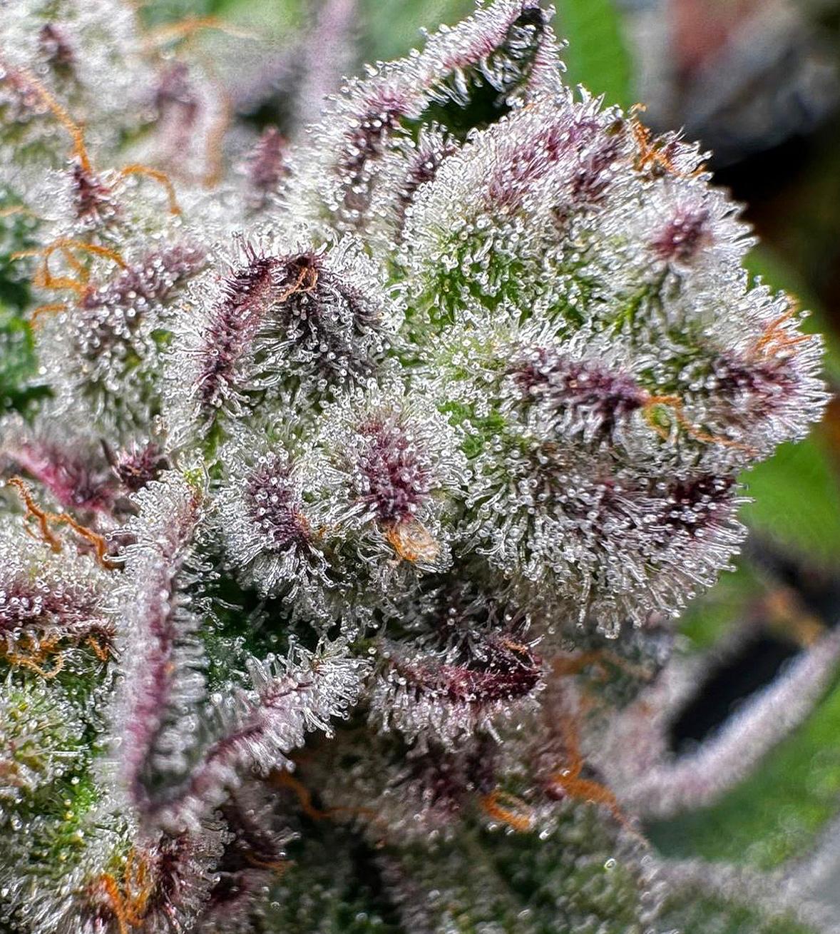 Banana Z R-Kiem Seeds - Imagen 2