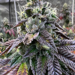 bananukis r-kiem seeds