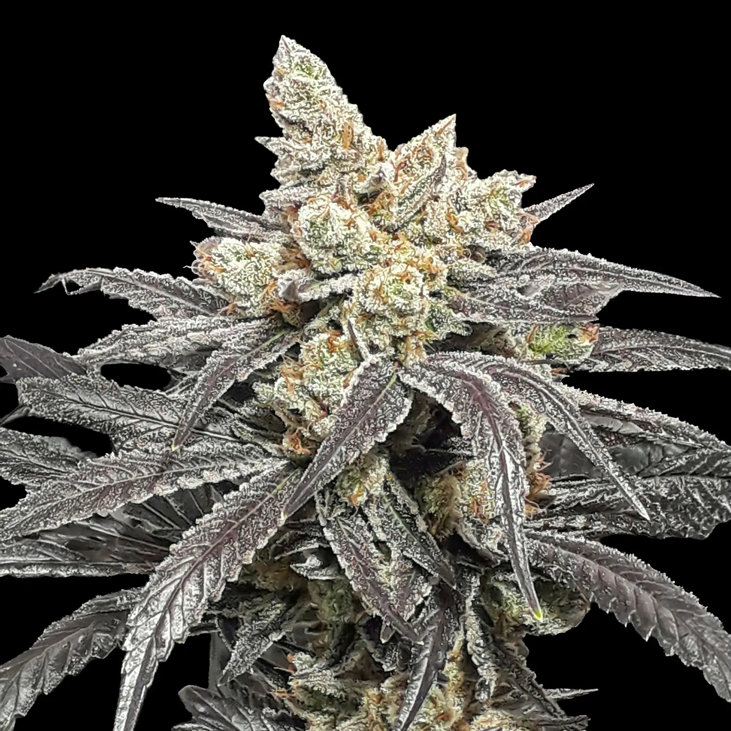 FruitLoop X-11 - 420 / R-Kiem Seeds