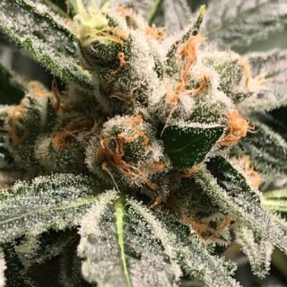 dark kush r-kiem seeds