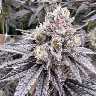 Dullbutter R-Kiem Seeds