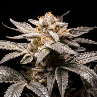 fancy don rouch r-kiem seeds