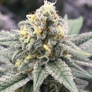 Sapphire Kush - 420 / R-Kiem Seeds