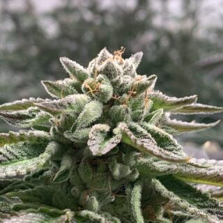 klementine auto r-kiem seeds