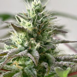 banana z r-kiem seeds